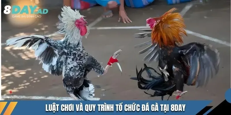 Luật chơi và quy trình tổ chức Đá Gà tại 8DAY