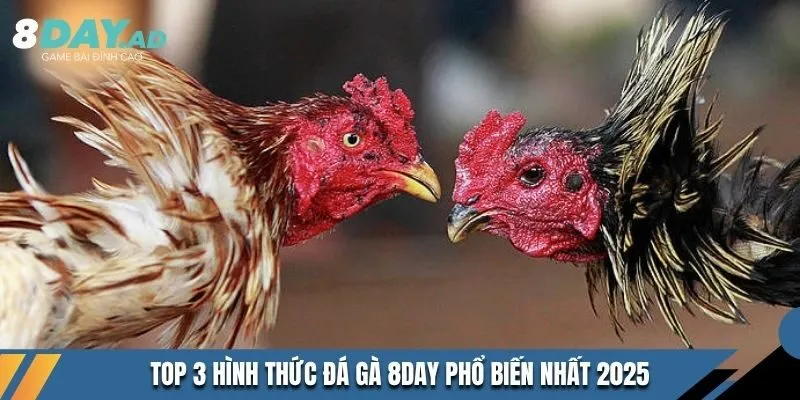 Top 3 hình thức Đá Gà 8DAY phổ biến nhất 2025 