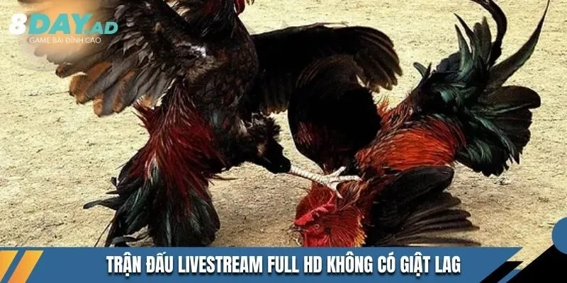 Trận đấu livestream full HD không có giật lag
